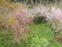 嵯峨野パーシモンの裏庭の満開の桜
